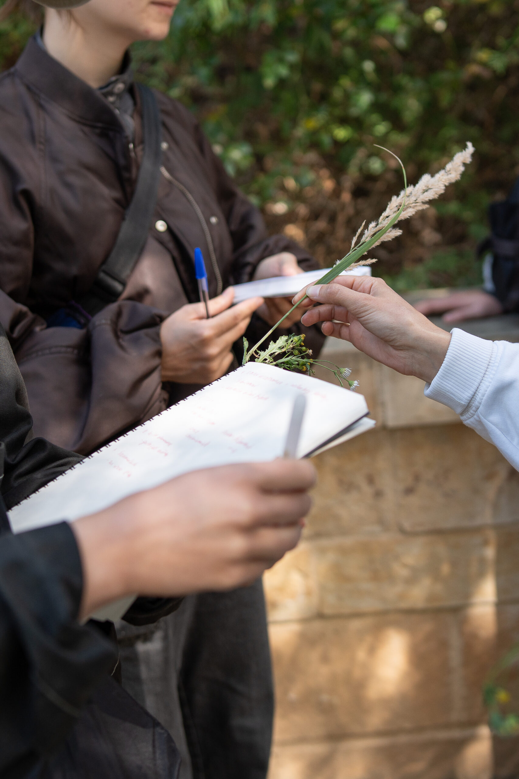 Wanderwald Umsetzung GretaHientzsch